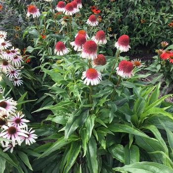 Echinacea 'Strawberry and Cream' - Coneflower