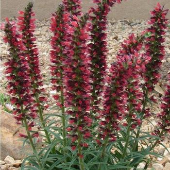 Echium amoenum - Red Feathers