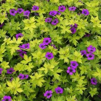 Geranium 'Anne Thomson' - Cranesbill