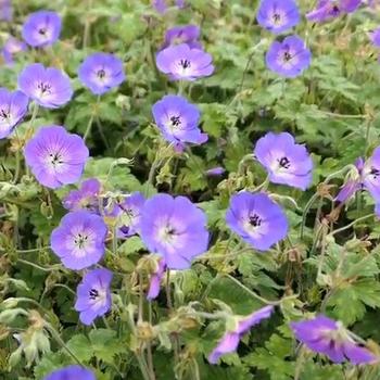 Geranium 'Daily Blue' - Cranesbill