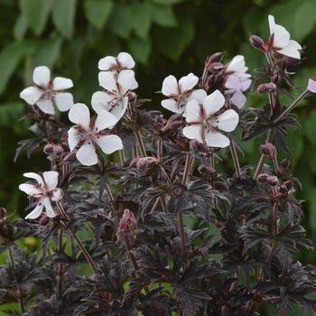 Geranium pratense 'Midnight Ghost' - Cranesbill