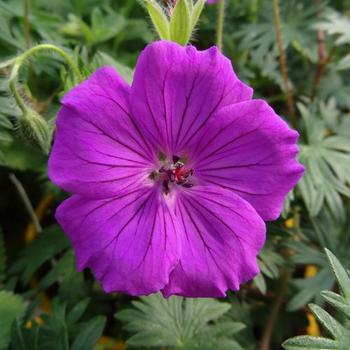 Geranium 'Tiny Monster' - Cranesbill