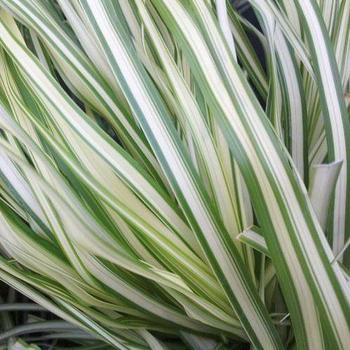 Calamagrostis acutiflora 'Lightning Strike' - Feather Reed Grass