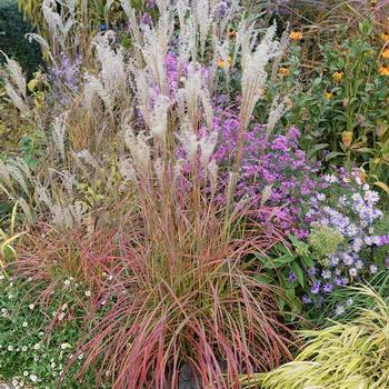 Miscanthus sinensis 'Little Miss' - Maiden Grass