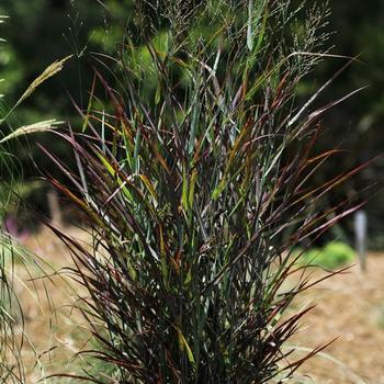 Panicum virgatum 'Hot Rod' - Switch Grass
