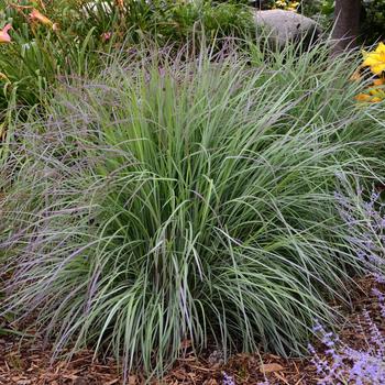 Schizachyrium scoparium 'Twilight Zone' - Little Bluestem