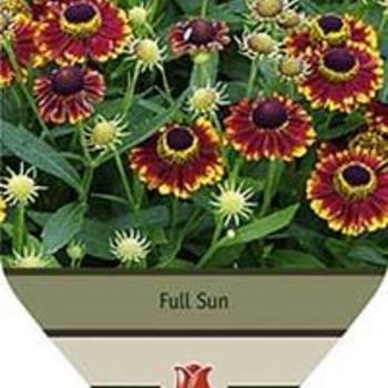 Helenium autumnale 'Mariachi Bandera' - Sneezeweed