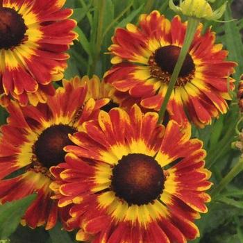 Helenium autumnale 'Mariachi Fuego' - Sneezeweed