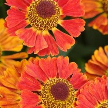 Helenium autumnale 'Mariachi Salsa' - Sneezeweed