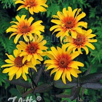 Heliopsis helianthoides var. scabra 'Burning Hearts' - False Sunflower