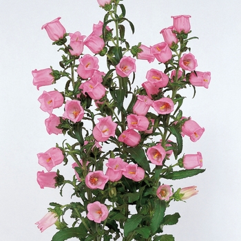 Campanula medium 'Champion Pink' - Bellflower