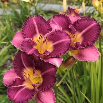 Hemerocallis 'Entrapment' - Daylily