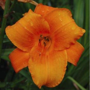 Hemerocallis 'Mauna Loa' - Daylily