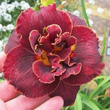 Hemerocallis 'Night Embers' - Daylily