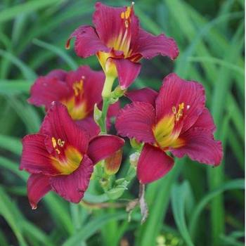 Hemerocallis 'Ruby Stella' - Daylily