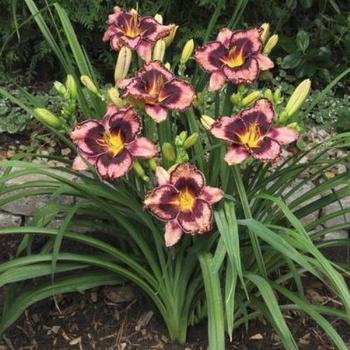 Hemerocallis 'Simmons Overture' - Daylily