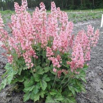 Heucherella 'Pink Revolution' - Foamy Bells