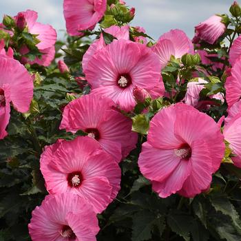 Hibiscus 'Airbrush Effect' - Rose Mallow