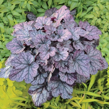 Heuchera 'Grape Expectations' - Coral Bells