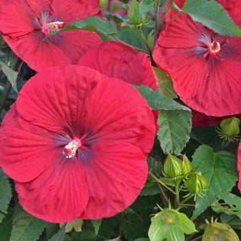 Hibiscus 'Vintage Wine' - Rose Mallow