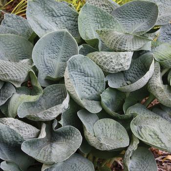 Hosta 'Big Daddy' - Plantain Lily