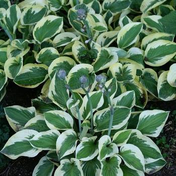 Hosta 'Brim Cup' - Plantain Lily