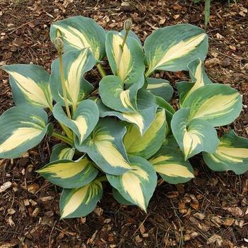 Hosta 'Dream Queen' - Plantain Lily