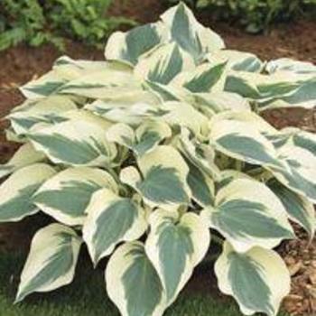 Hosta 'Firn Line' - Plantain Lily