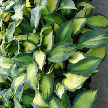 Hosta 'Forbidden Fruit' - Plantain Lily