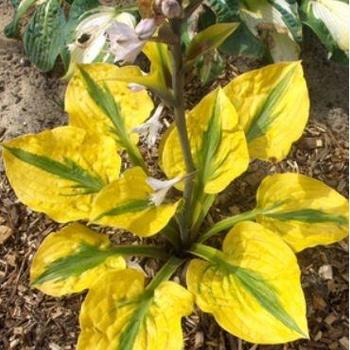 Hosta 'Glad Rags' - Plantain Lily