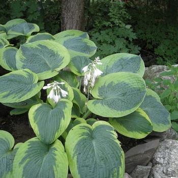 Hosta 'Olive Bailey Langdon' - Plantain Lily