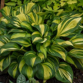 Hosta 'Rainbow's End' - Plantain Lily