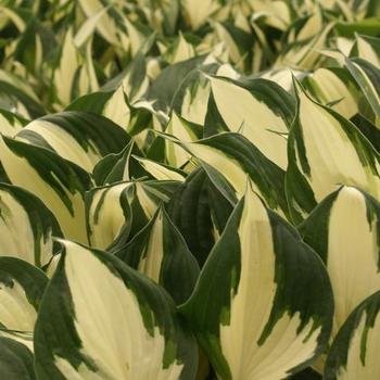 Hosta 'Reversed Patriot' - Plantain Lily