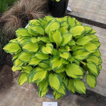Monday Saturday 8 00 Am 7 00 Pm Sunday 10 00 Am 6 00 Pm Ebert S Greenhouse Home Plants Annual Fall Mums And Asters Fruit And Vegetable Herb Perennial Rose Tree And Shrub Blog Events Gift Cards Kid S Korner Contact About Employment Monday Saturday 8 00 Am 7 00 Pm Sunday 10 00 Am 6 00 Pm Ebert S Greenhouse Home Plants Annual Fall Mums And Asters Fruit And Vegetable Herb Perennial Rose Tree And Shrub Blog Events Gift Cards Kid S Korner Contact About Employment