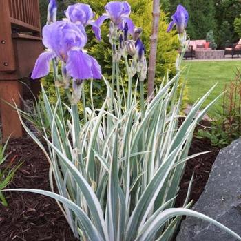 Iris pallida 'Albovariegata White' - Zebra Iris