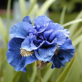 Iris siberica 'Concord Crush' - Siberian Iris