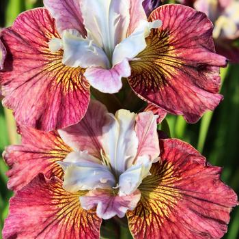 Iris siberica 'Peacock Painted Woman ' - Siberian Iris