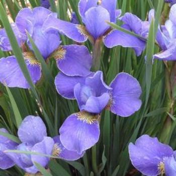 Iris siberica 'Silver Edge' - Siberian Iris