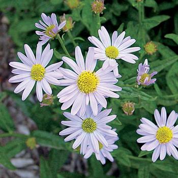 Kalimeris incisa 'Blue Star' - Japanese Aster