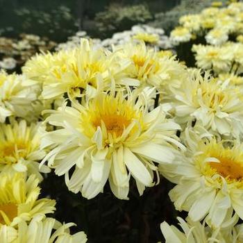 Leucanthemum superbum 'Real Charmer' - Shasta Daisy