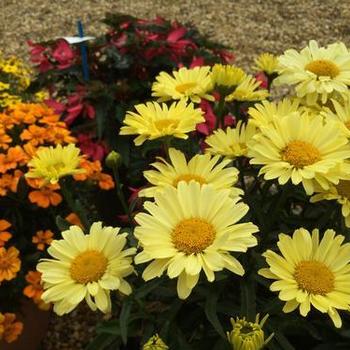 Leucanthemum superbum 'Real Sunbeam' - Shasta Daisy