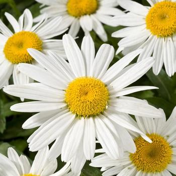 Leucanthemum superbum 'White Mountain' - Shasta Daisy
