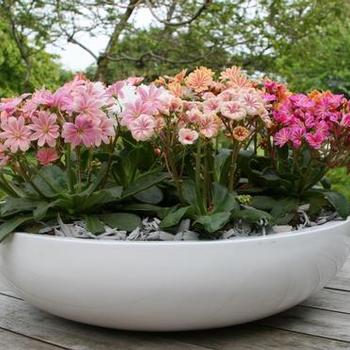 Lewisia cotyledon 'Elise Mix' - Bitterroot