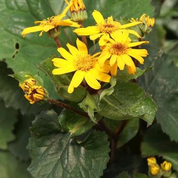 Ligularia dentata 'Desdemona' - Ragwort