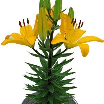 Lilium 'Golden Matrix' - Asiatic Pot Lily 