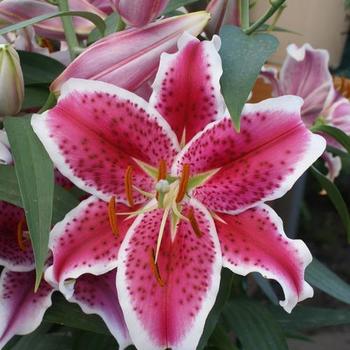 Lilium 'Starfighter' - Oriental Lily