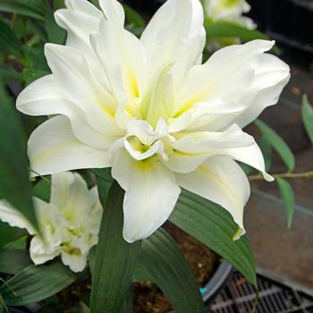 Lilium 'My Wedding' - Oriental Lily