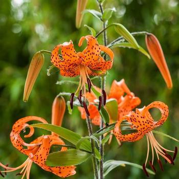 Lilium 'Splendens' - Tiger Lily