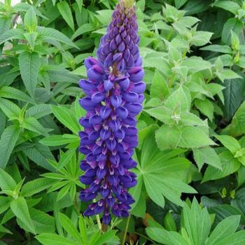 Lupinus 'Gallery Blue' - Lupine