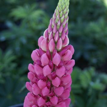 Lupinus 'Gallery Pink' - Lupine